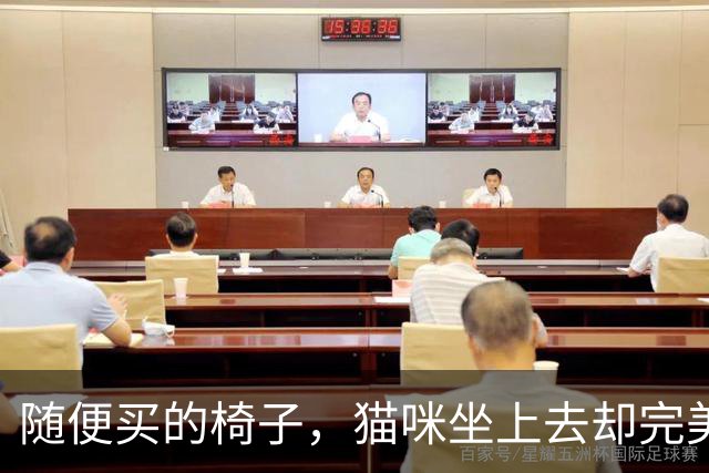 随便买的椅子，猫咪坐上去却完美契合，还以为是量身定做的！